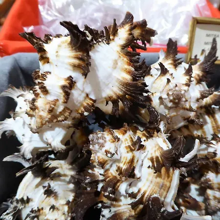 La Culla Delle Conchiglie *